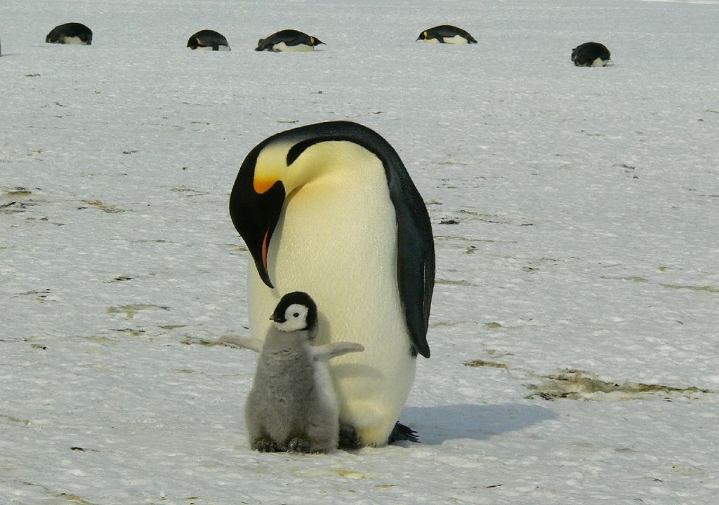 Pingüino con su cría en la Antártica