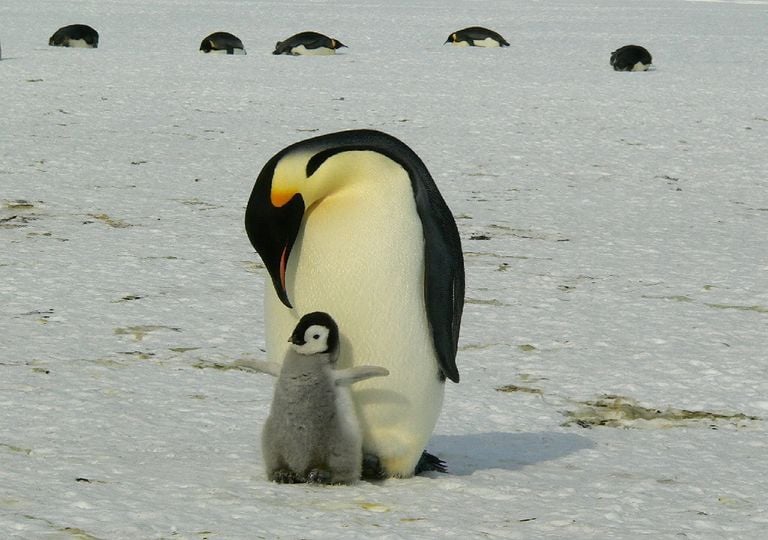Pingüino con su cría en la Antártica Pingüino con su cría en la Antártica