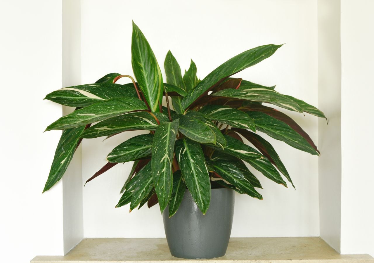 dracaena tricolour Dracaena Marginata Tricolour | Tall Indoor Plants main image 1