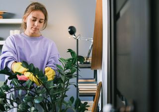 Cómo para cuidar la Calathea: la planta exótica que se mueve con la luz del día