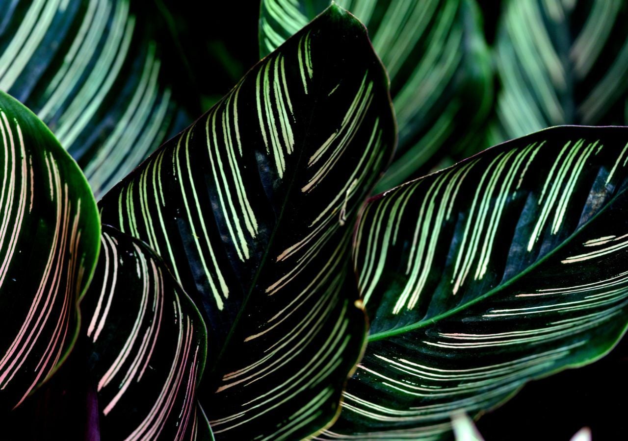 Cmo para cuidar la Calathea: la planta extica que se mueve con la luz del  da
