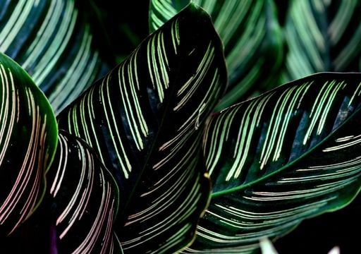 Pflege von Calathea: die exotische Pflanze, die sich mit dem Tageslicht  bewegt
