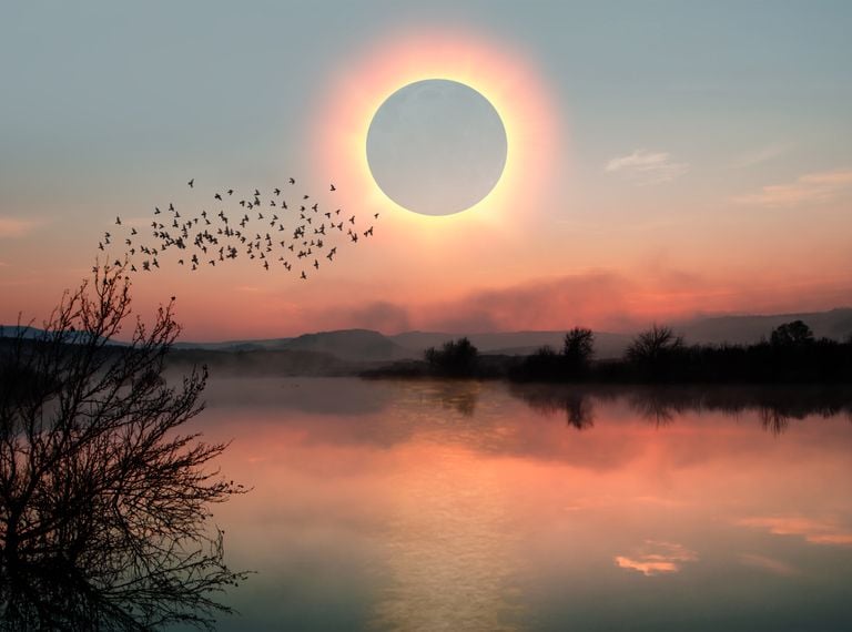 Un mes para el eclipse total de Sol en Espa&ntilde;a: as&iacute; lo percibir&aacute;n los animales seg&uacute;n los cient&iacute;ficos