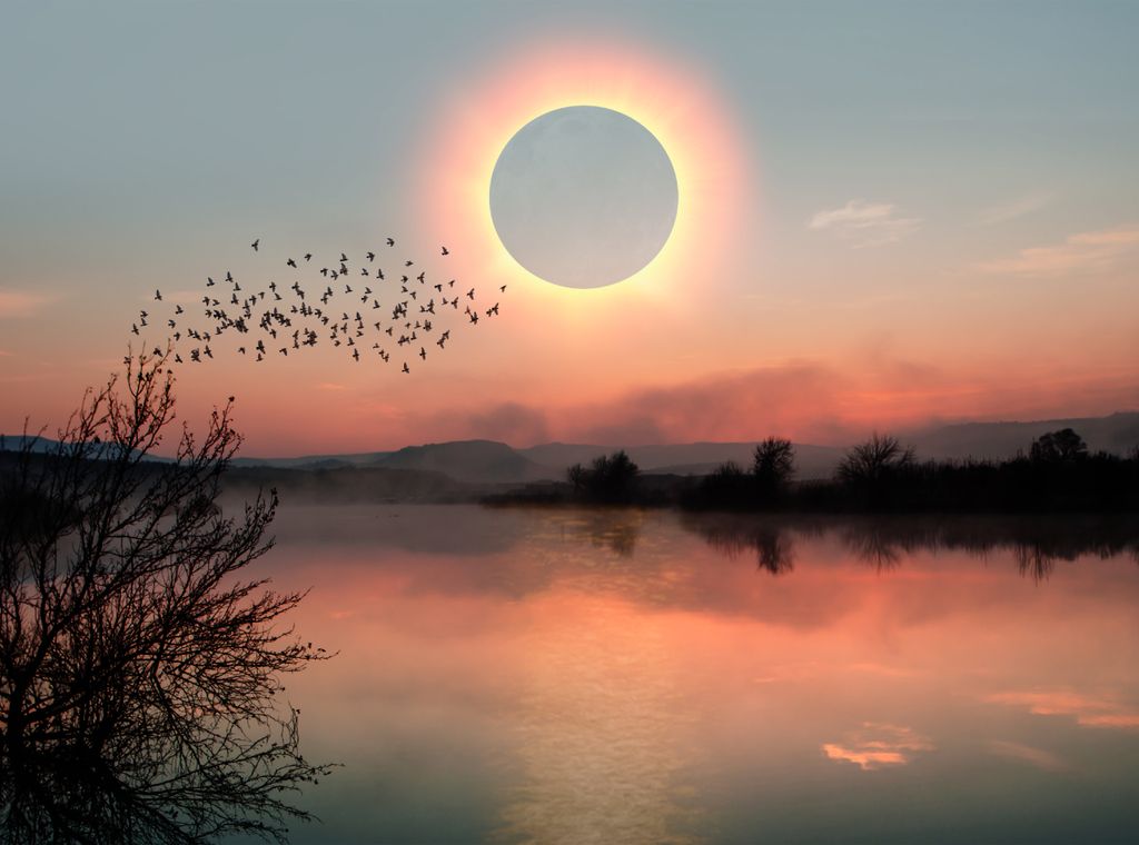 Aves y eclipse solar Algunas aves disminuyen su canto diurno, otras lo aumentan y algunas especies ignoran el eclipse.