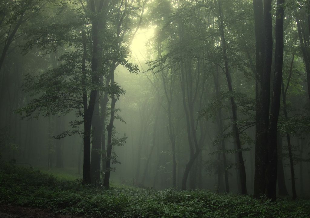 Bosques reverdeciendo