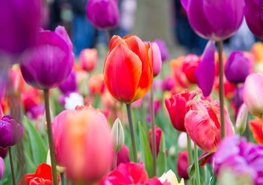 C&oacute;mo plantar bulbos de oto&ntilde;o y lograr una floraci&oacute;n exitosa en primavera