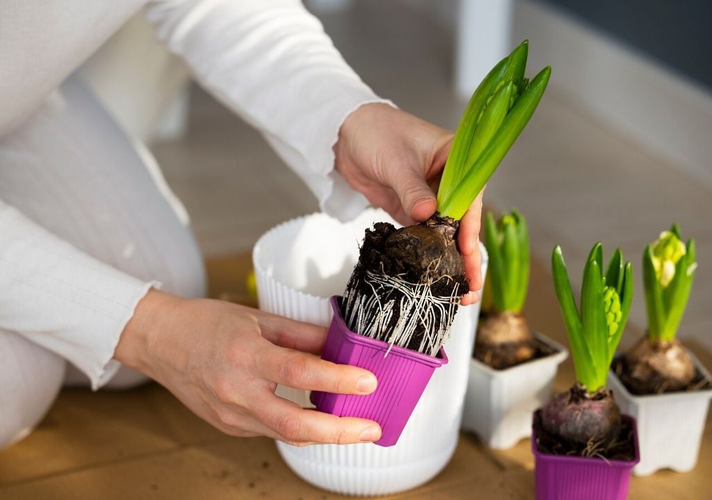 Respetar la proporción entre tamaño del bulbo y profundidad ayuda a asegurar una emergencia más uniforme en primavera.