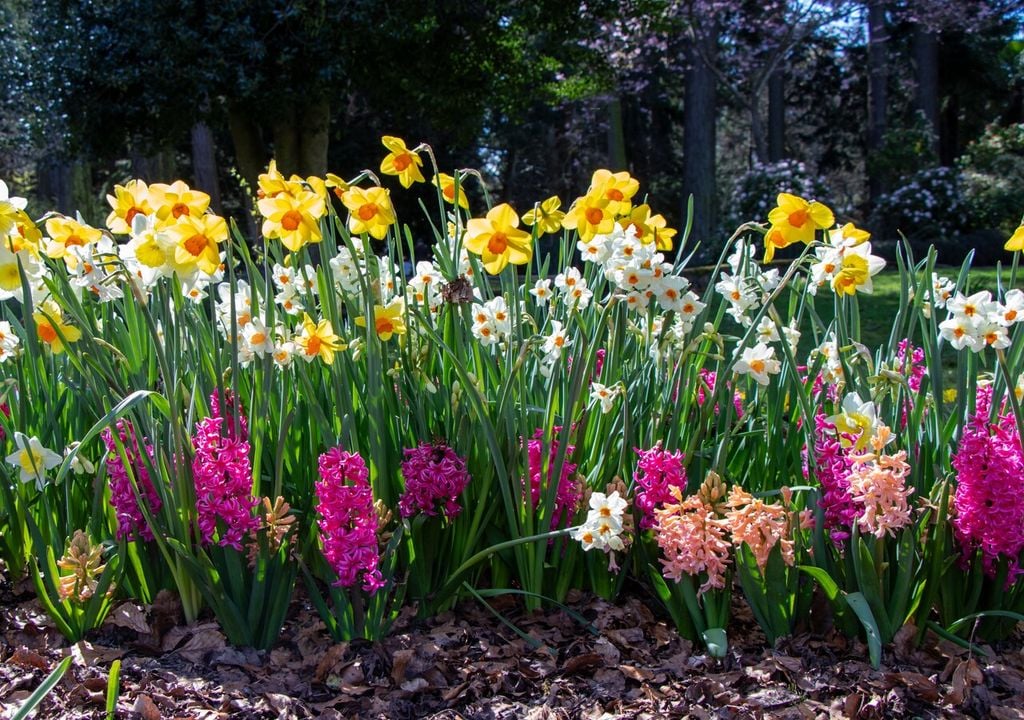La elección del lugar define gran parte del resultado, ya que los bulbos florecerán meses después bajo condiciones distintas a las del momento de plantación.