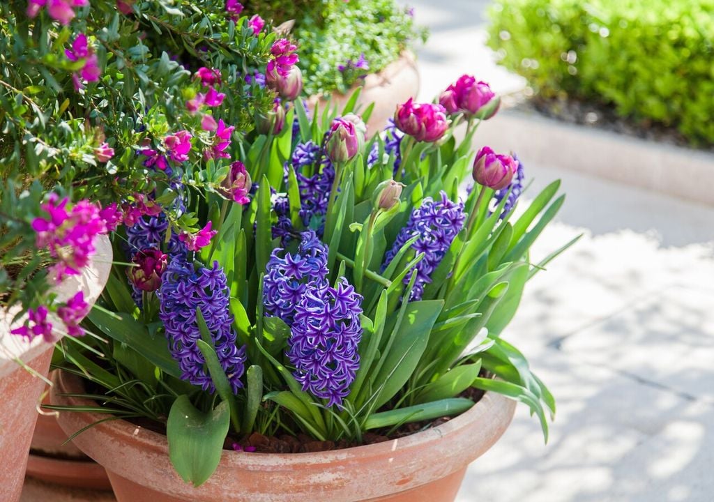 En zonas con inviernos más suaves, simular el frío mediante refrigeración puede mejorar significativamente la calidad de la floración.