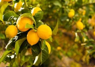 Como plantar e cuidar de uma árvore de fruto num vaso: guia para desfrutar dos frutos em casa