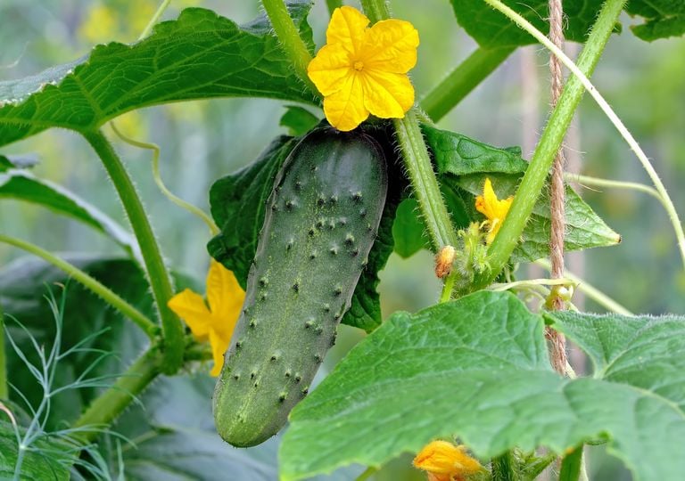 Cómo plantar pepinos en casa: consejos de experto para tener unas plantas sanas y productivas