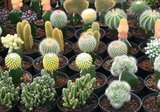 ¿Cómo plantar suculentas en el exterior? Los expertos lo explican 