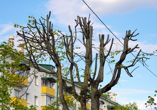 C&oacute;mo podar sin miedo: el corte que rejuvenece tus plantas dentro de tu jard&iacute;n