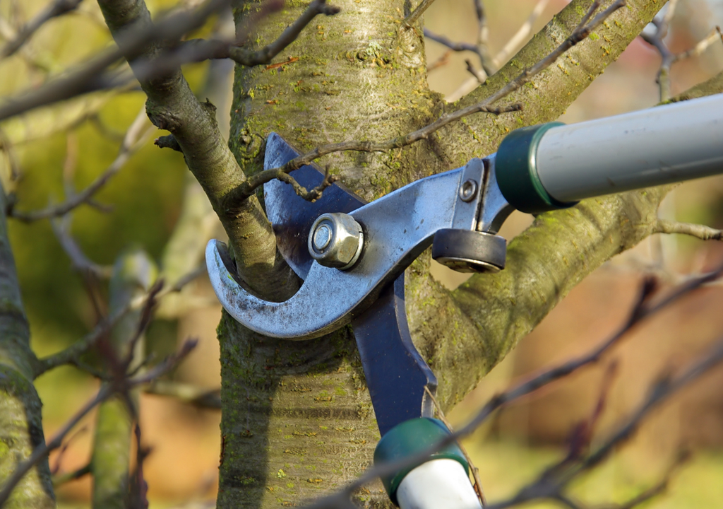 El punto ideal es justo por encima de una yema activa, orientada hacia afuera, eso dirige el crecimiento hacia el exterior.