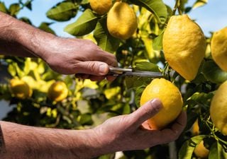 Cómo podar un limonero en maceta: con estos consejos de experto podrás disfrutar de una cosecha propia de limones