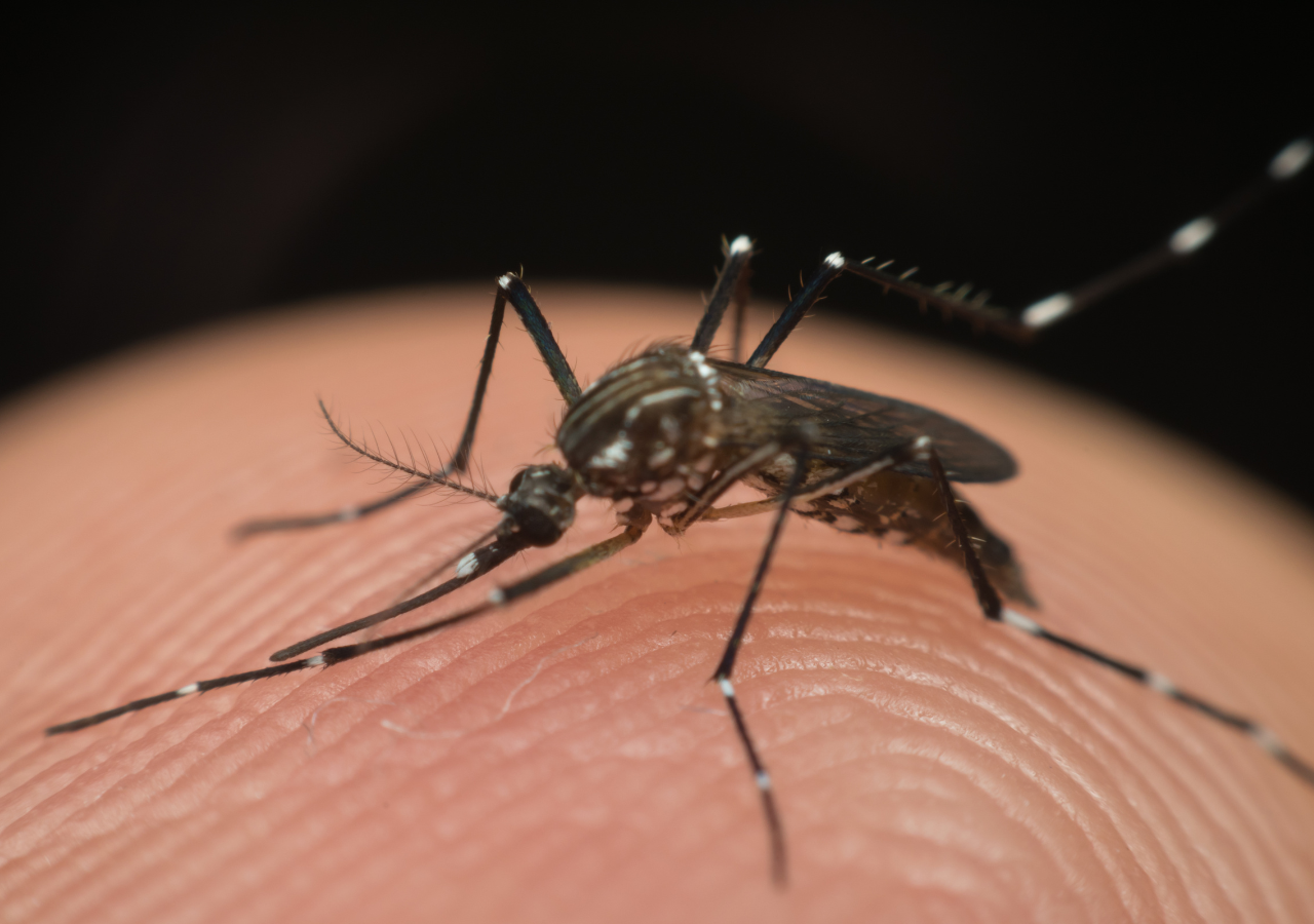 El dengue es una enfermedad viral transmitida por la picadura del mosquito Aedes Aegyti.