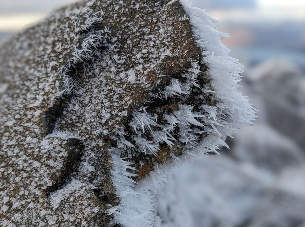 Cencellada en una roca