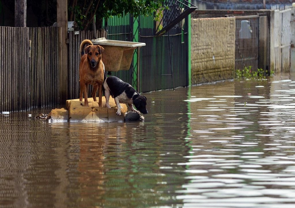 Perros