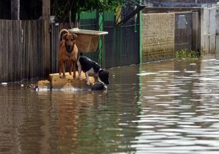 ¿Cómo predicen los animales un desastre natural? Esto dice la ciencia