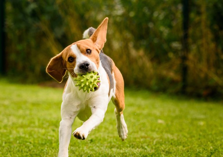 ¿Cómo protegemos a nuestras mascotas del calor? ¿Cómo protegemos a nuestras mascotas del calor?