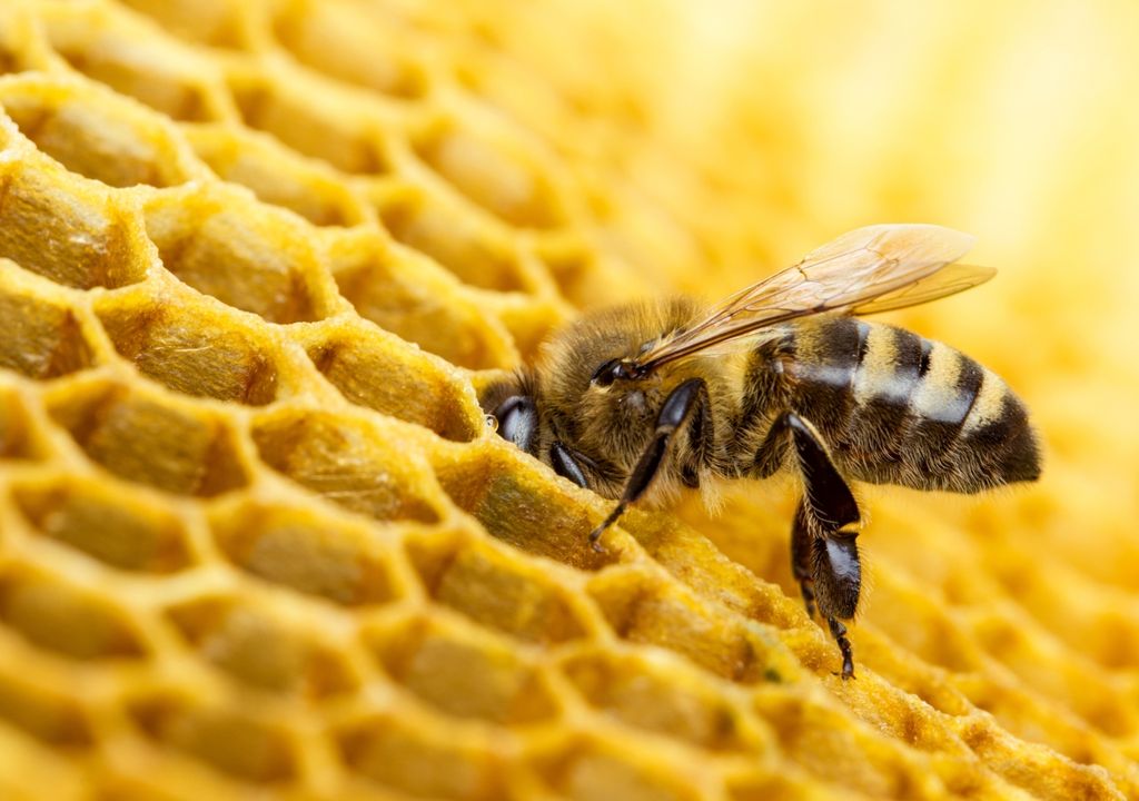 ola de calor, abeja, nectar, polinización ola de calor, abeja, nectar, polinización
