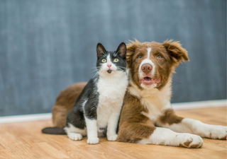 ¿Cómo proteger a perros y gatos durante una ola de calor?