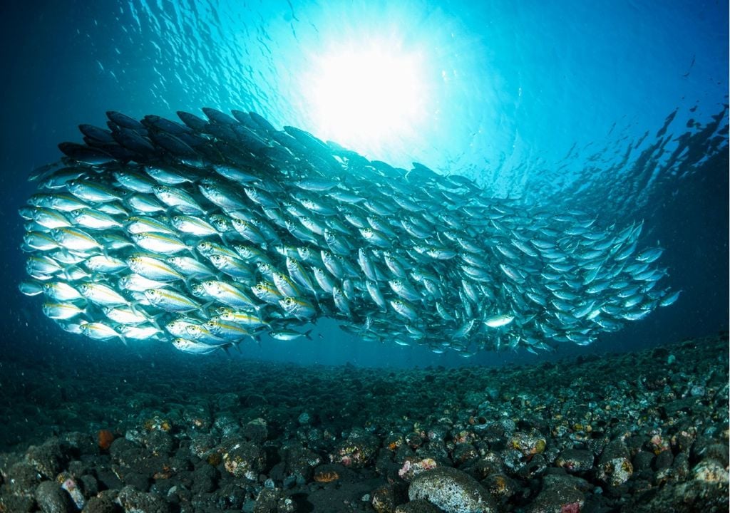 cardume de peixes cardume de peixes