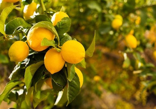 La guía de supervivencia para tu limonero: cómo protegerlo del frío y las heladas de otoño