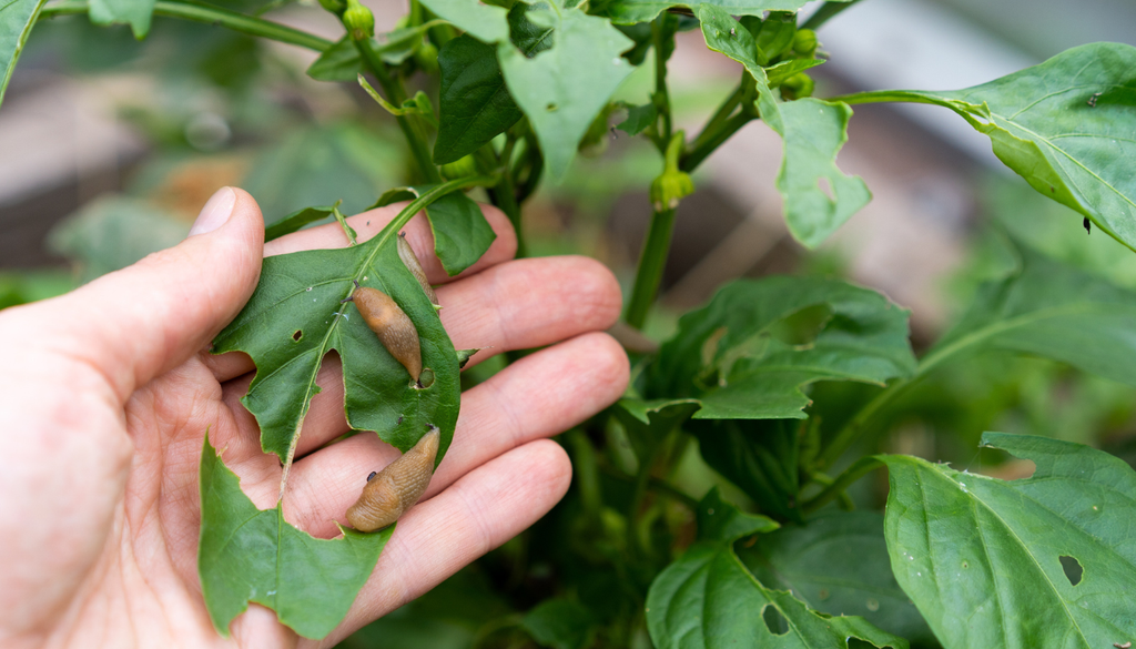 Las babosas y caracoles comen hojas tiernas durante la noche y dejan agujeros irregulares que debilitan rápidamente las plantas jóvenes.