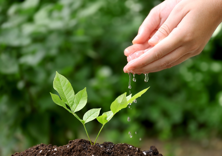 Cómo proteger tus plantas en plena ola de calor: consejos prácticos