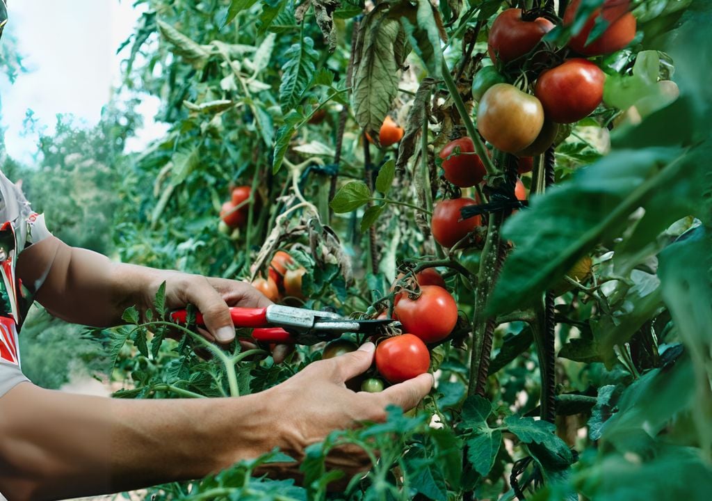 Cosechar con tijeras o cuchillo protege la planta y el fruto, asegurando tomates perfectos y sin daños. Cosechar con tijeras o cuchillo protege la planta y el fruto, asegurando tomates perfectos y sin daños.