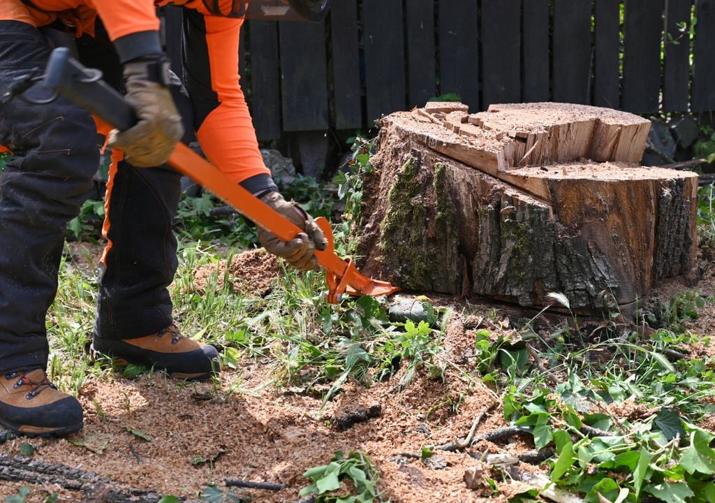 Eliminación manual de un tocón viejo en un jardín