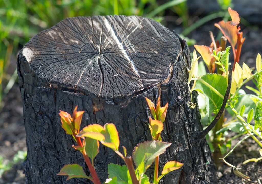 Tocón de árbol viejo eliminado mediante el quemado
