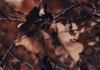 Otoño ad portas: ¿llegarán las necesarias lluvias con él?