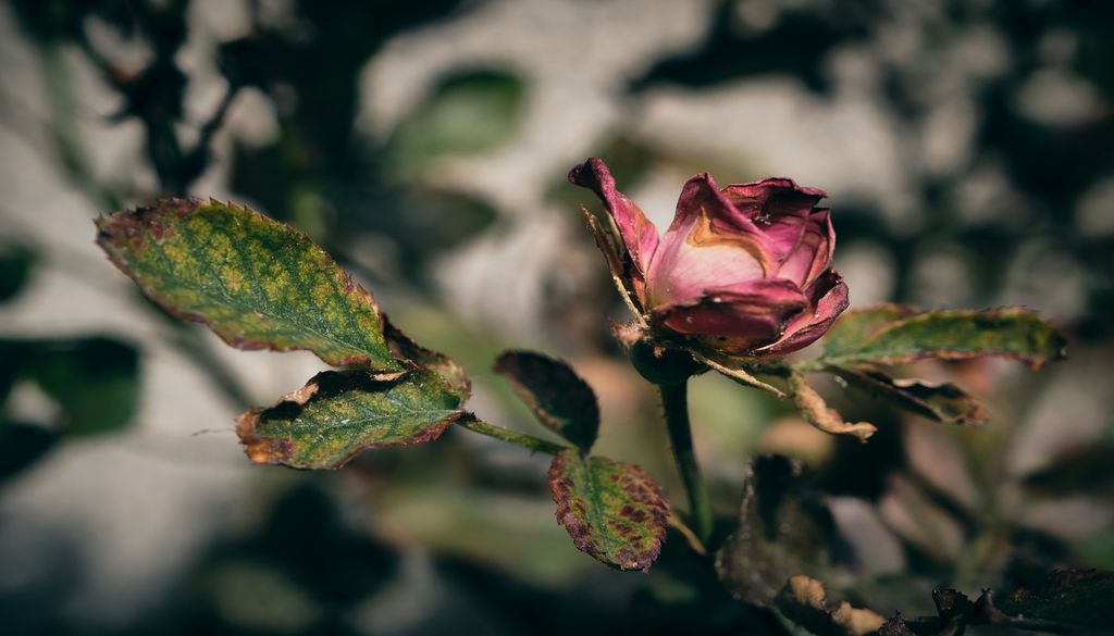 Imagen 1 El calor extremo del verano puede suponer un grave riesgo de estrés para las plantas