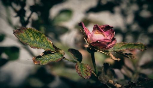 C&oacute;mo recuperar plantas con estr&eacute;s por calor extremo: gu&iacute;a para salvar tu jard&iacute;n en verano