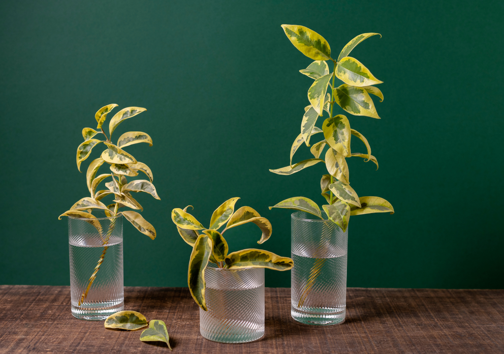 Es clave dejar el nudo sumergido, mientras que las hojas deben quedar fuera del agua.