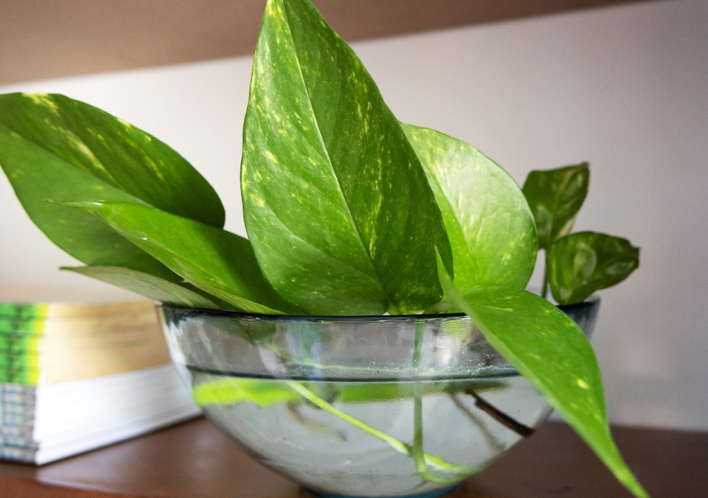 El potus es una planta que puede pasar toda su vida en el agua sin ser trasplantada a una maceta.