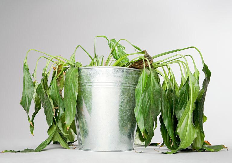 Planta con las hojas deshidratadas Planta con las hojas deshidratadas