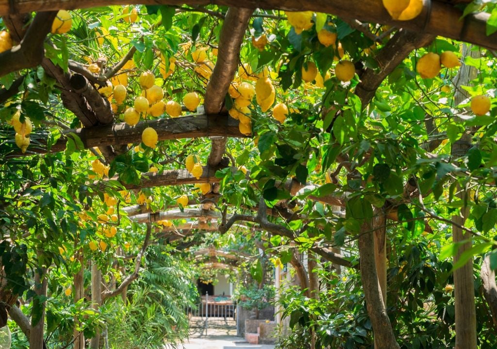limon Un limonero con hojas secas no siempre está perdido, ya que muchas veces el árbol atraviesa un estrés por calor del que puede recuperarse con buenos cuidados.