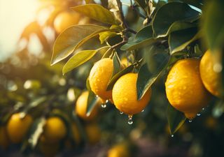 Cómo revivir tu limonero cuando se seca por el calor extremo del verano