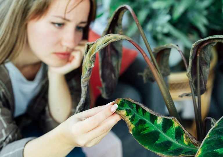 Cómo revivir una calathea moribunda y lograr que vuelva a prosperar