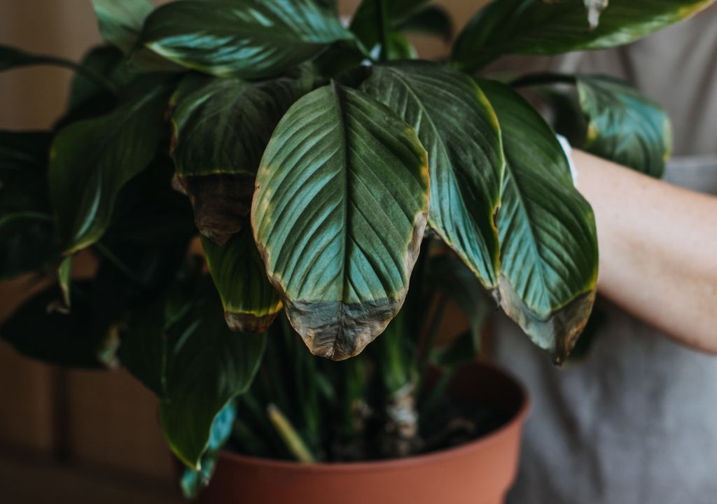 planta planta
