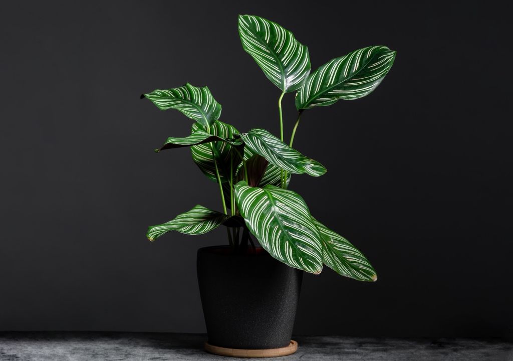 planta planta