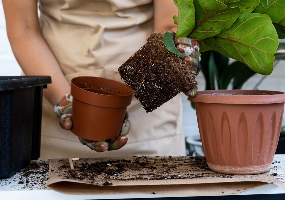 plantas