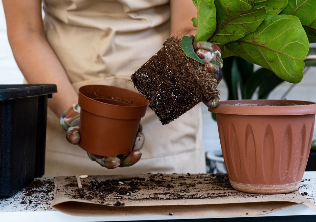 plantas plantas