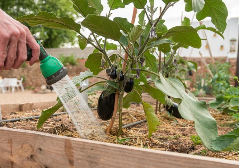 Cómo saber si a una planta le falta o le sobra agua