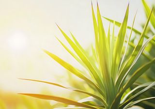 Cómo saber si estás regando en exceso una yuca