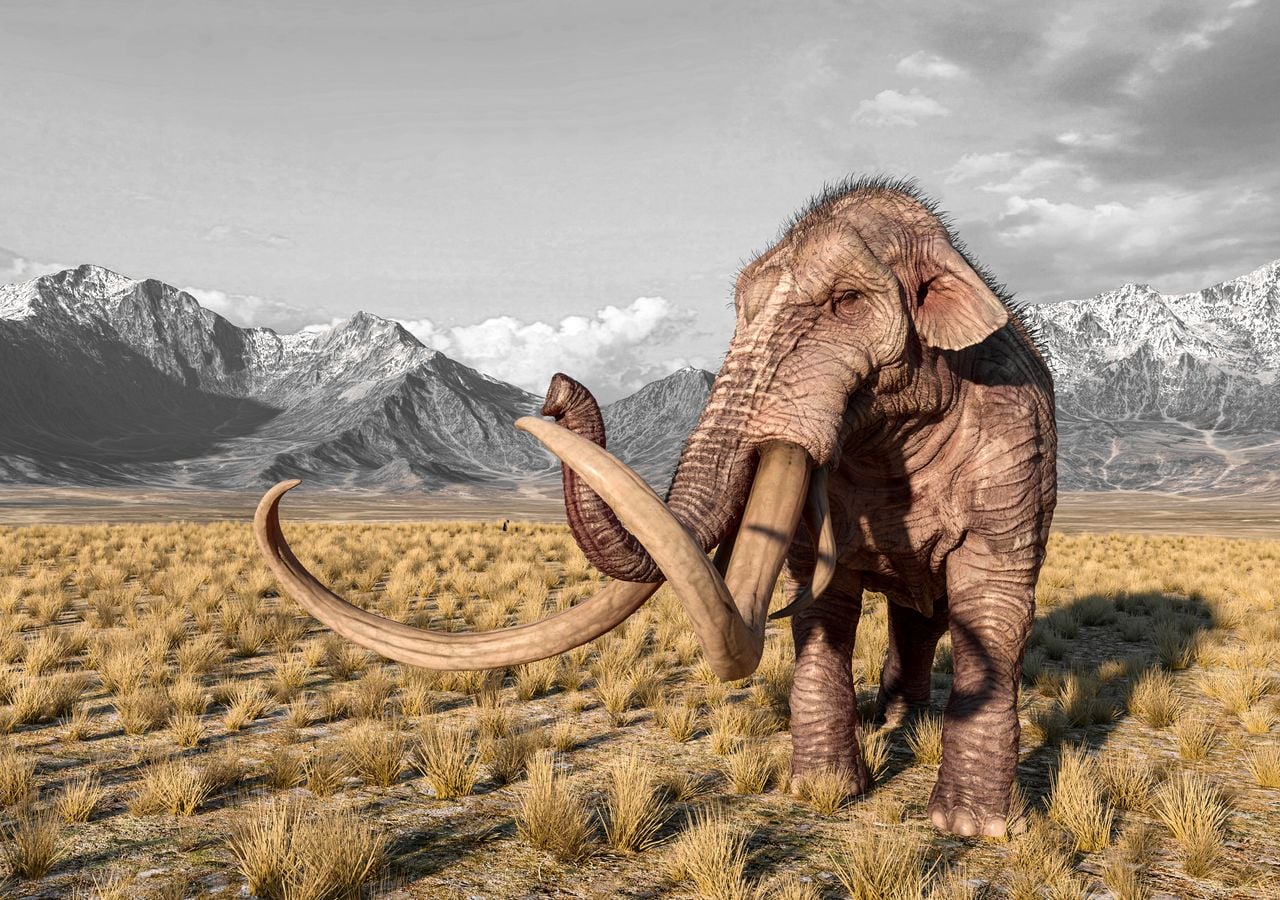 A Orce sono stati ritrovati resti di mammut estinti, che facevano parte della dieta di carnivori e onnivori, come l'homo erectus.