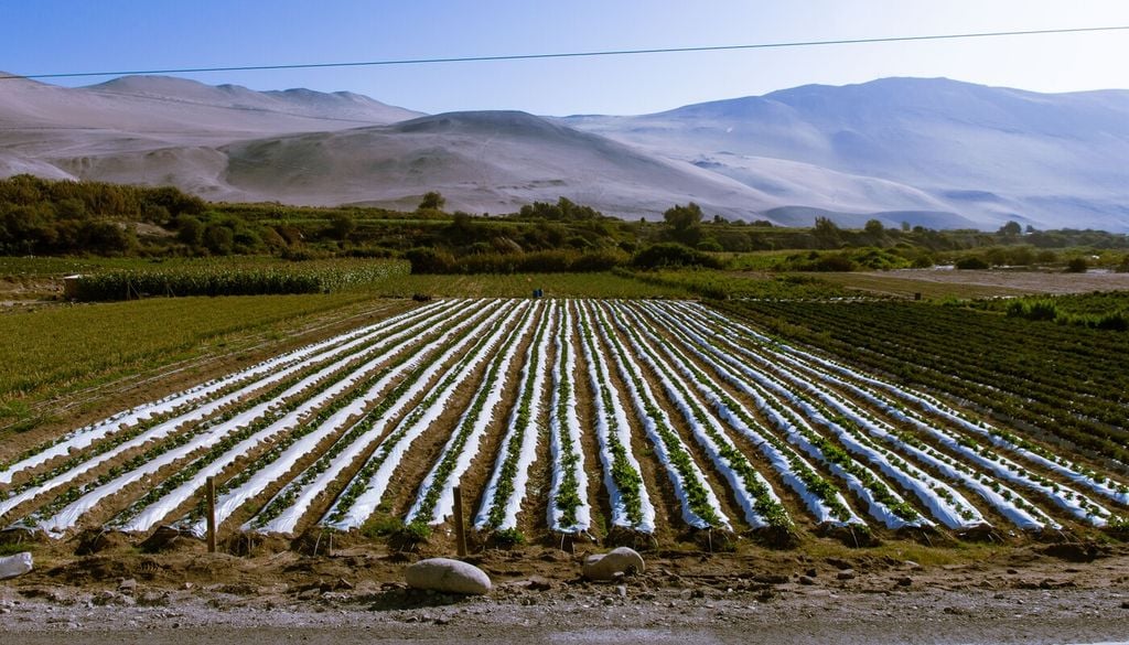 Las comunidades del Valle de Lluta aprendieron históricamente a cultivar aprovechando al máximo los escasos recursos hídricos disponibles.